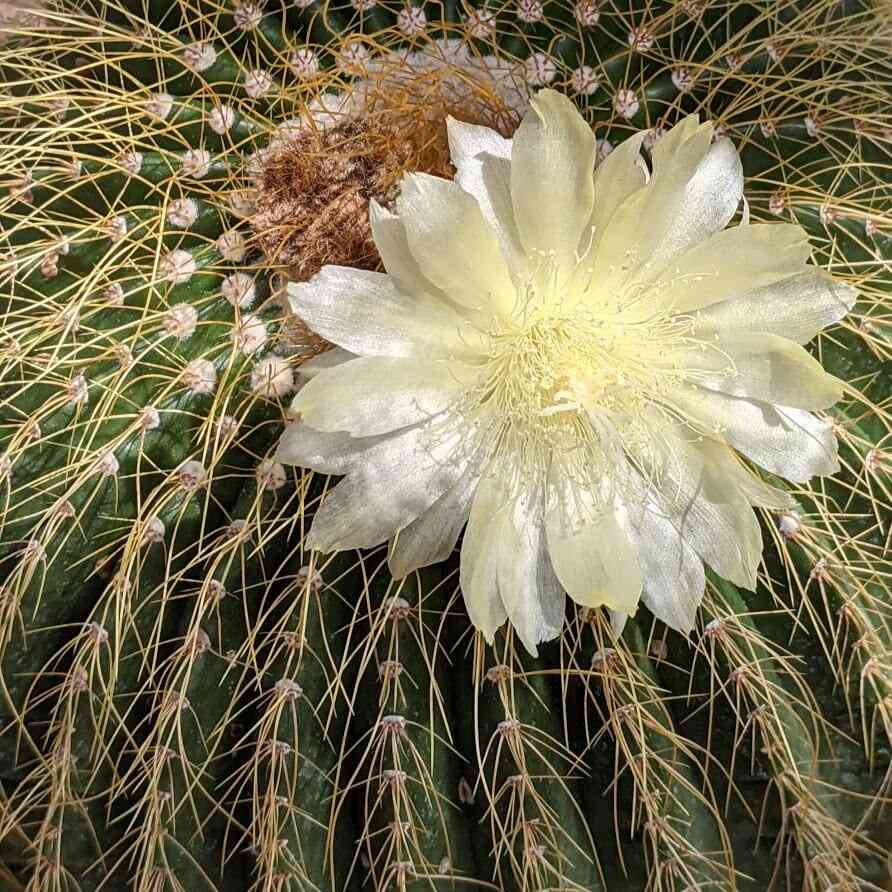 Lamberton Conservatory cactus flower
