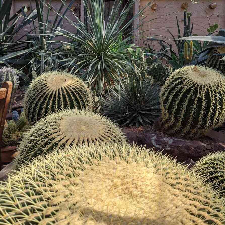 Lamberton Conservatory desert cactus