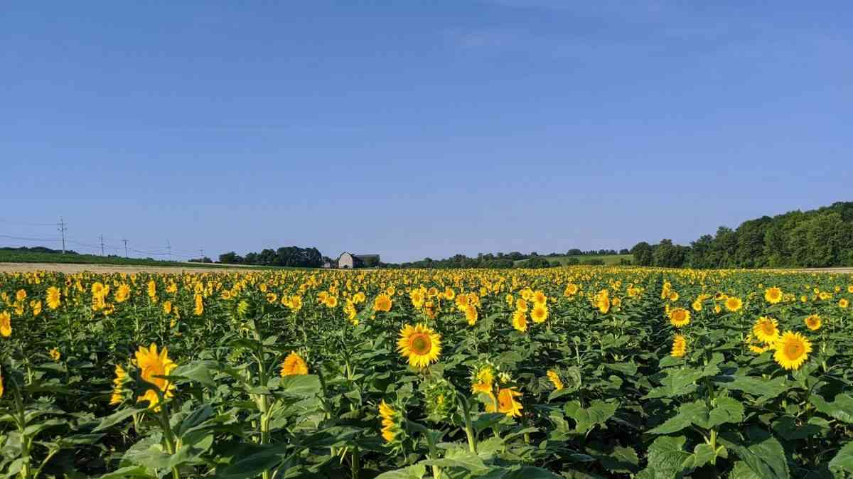 Hopkins Farm Pittsford Clover sunflowers cover