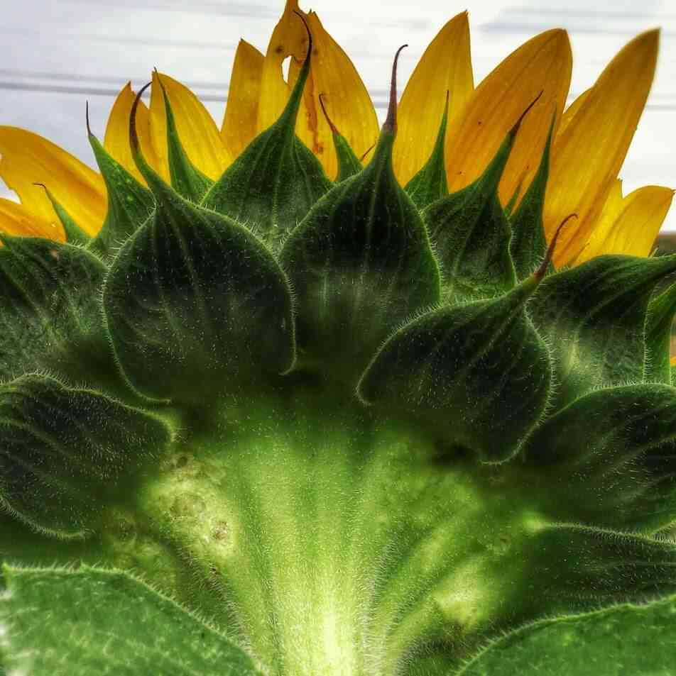 sunflower neck