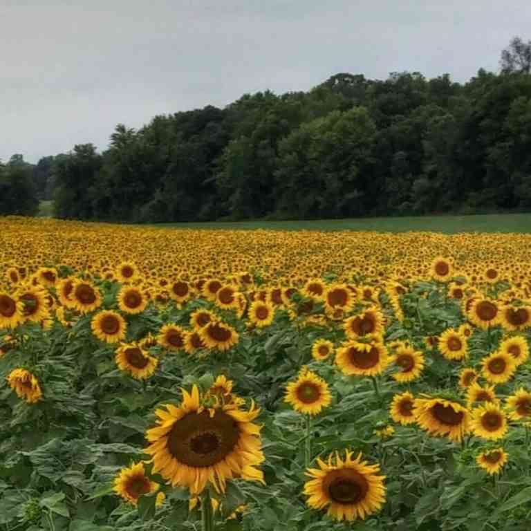 Sunflowers 4 Fabulous Fields Around Rochester Day Trips Around Rochester, NY