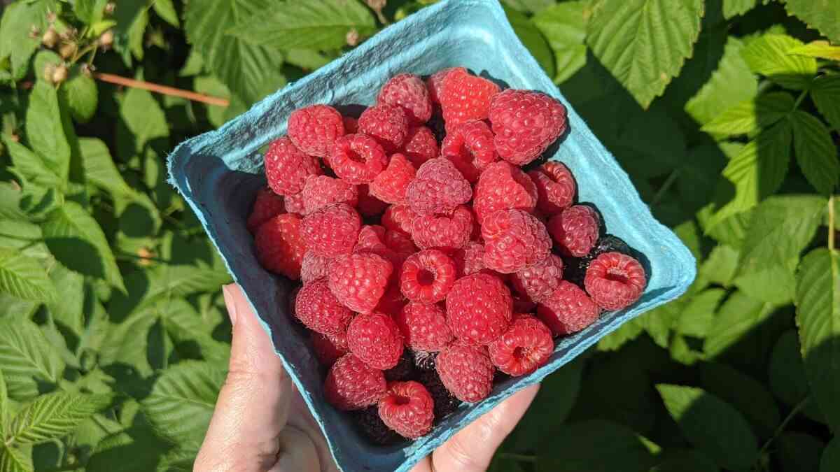 pick your own u-pick raspberries cover