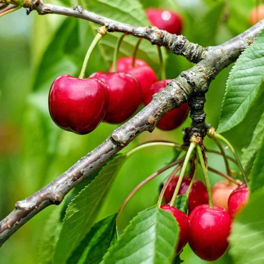 Cherries 8 Places to Pick Your Own Day Trips Around Rochester, NY