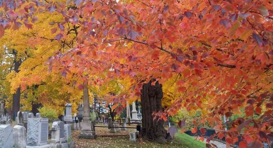 Mount Hope Cemetery Rochester NY Autumn Fall Foliage