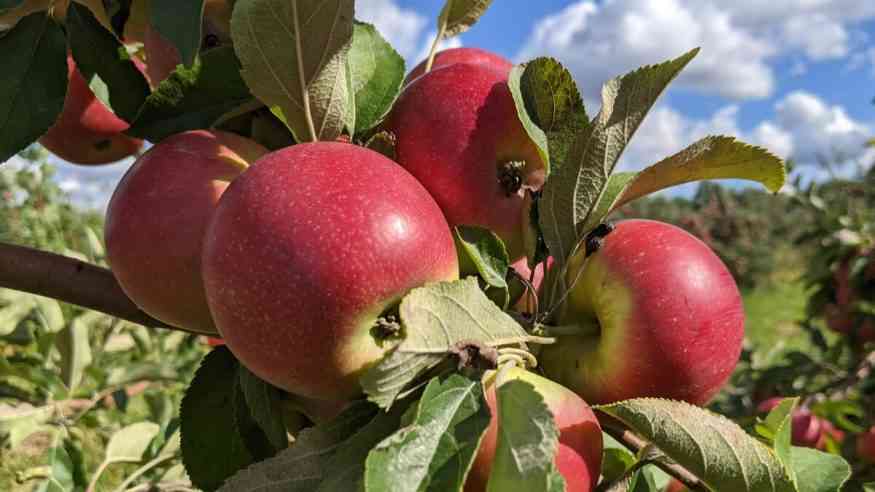 pick your own apples cover