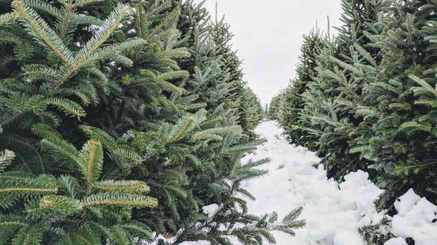 Christmas tree farm cover
