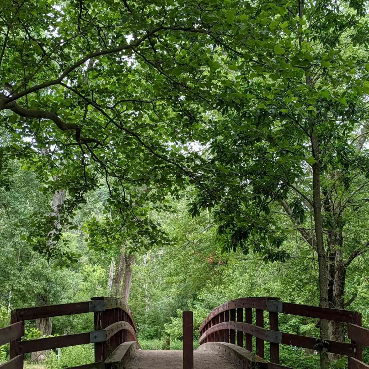 Ellison Park trees bridge