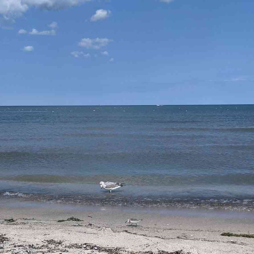 Ontario Beach Park seagull sandpiper