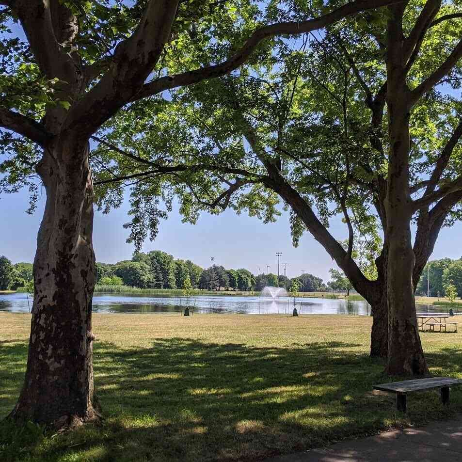 Cobbs Hill Lake Riley trees