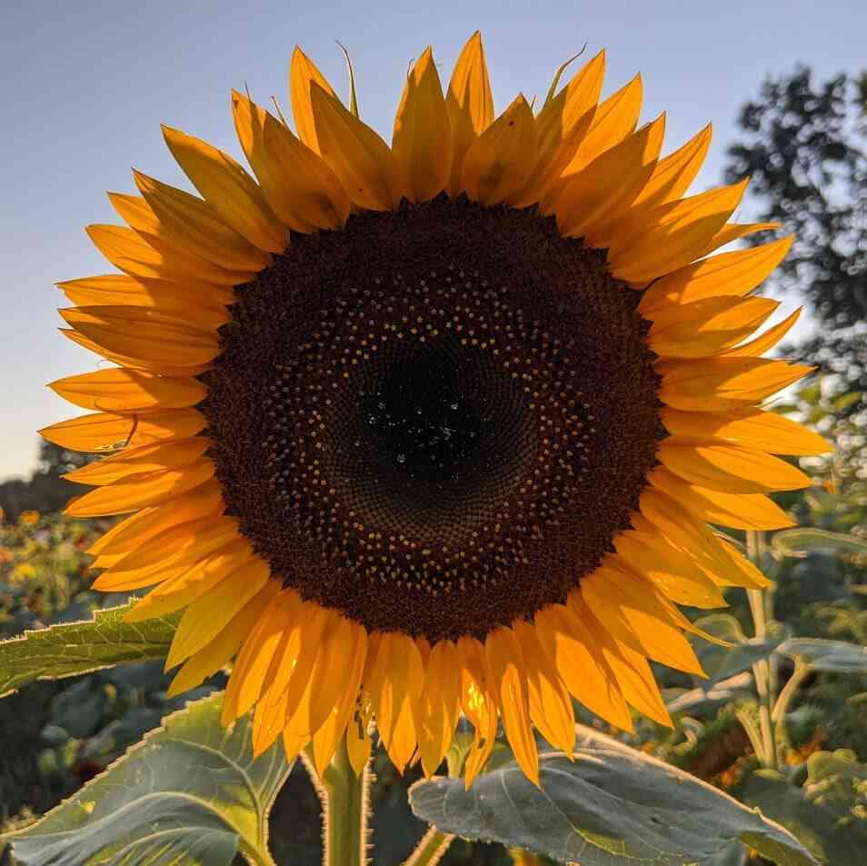 Stokoe Farms Sunflowers twilight