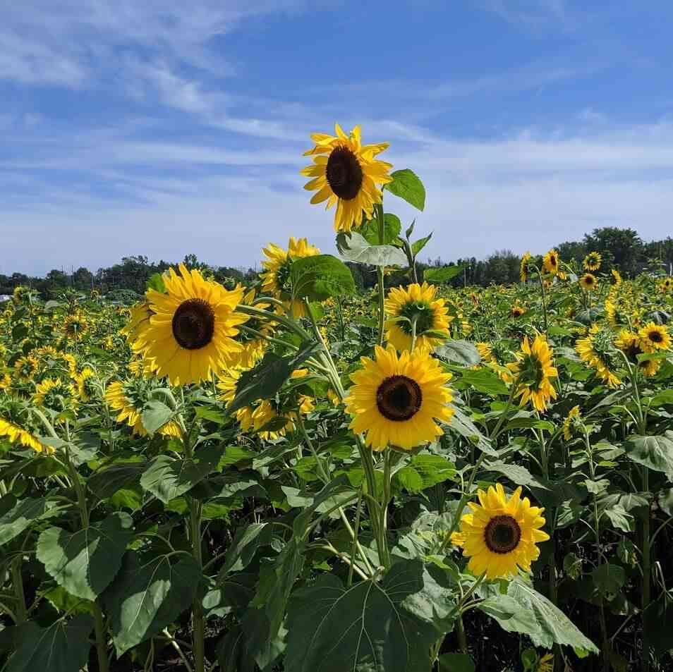 Sunflowers of Sanborn field