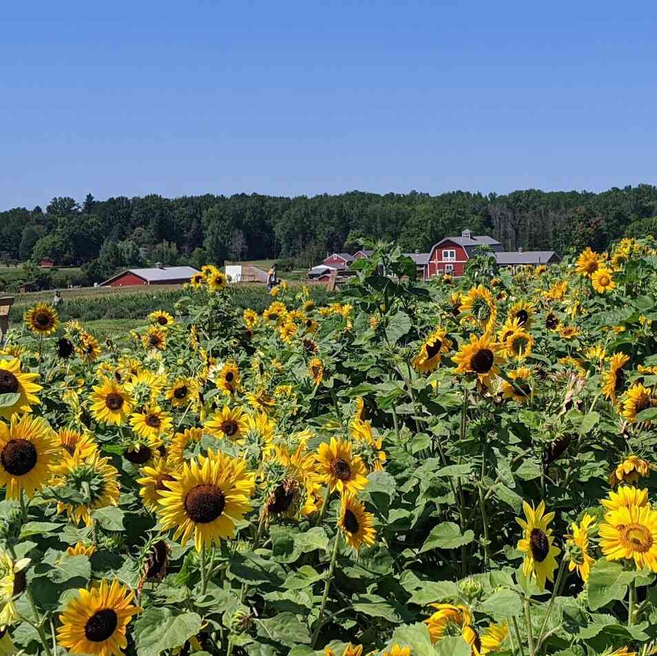 Wickham Farms Sunflowers