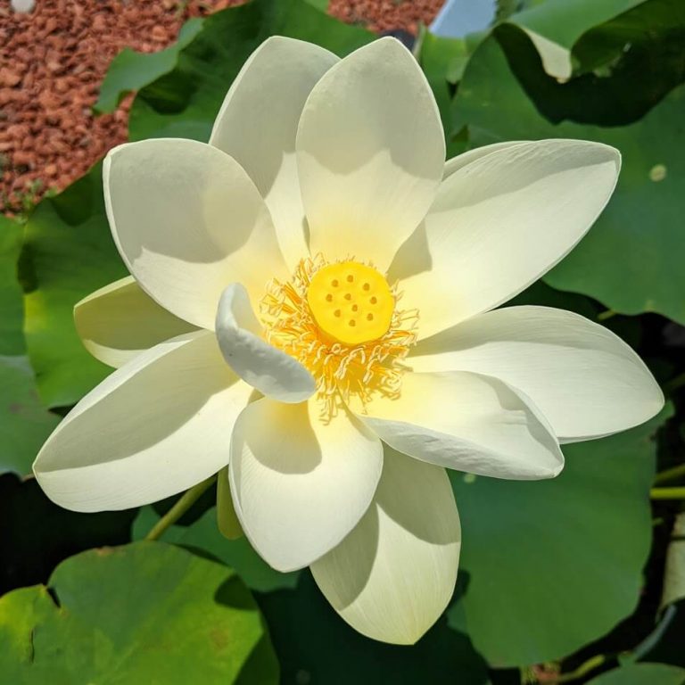 The Flower City Exploring Rochester's Extraordinary Flowers and Trees