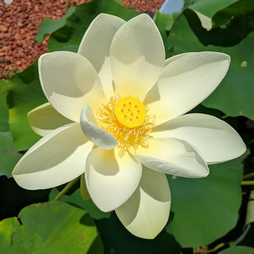 The Flower City Exploring Rochester's Extraordinary Flowers and Trees