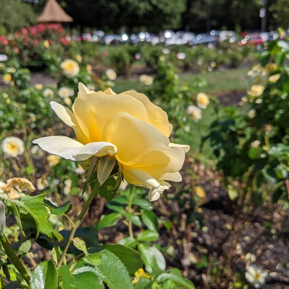 Maplewood Rose Garden September yellow
