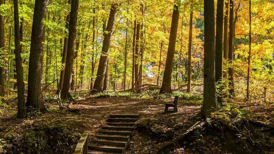 favorite fall hikes harts woods cover