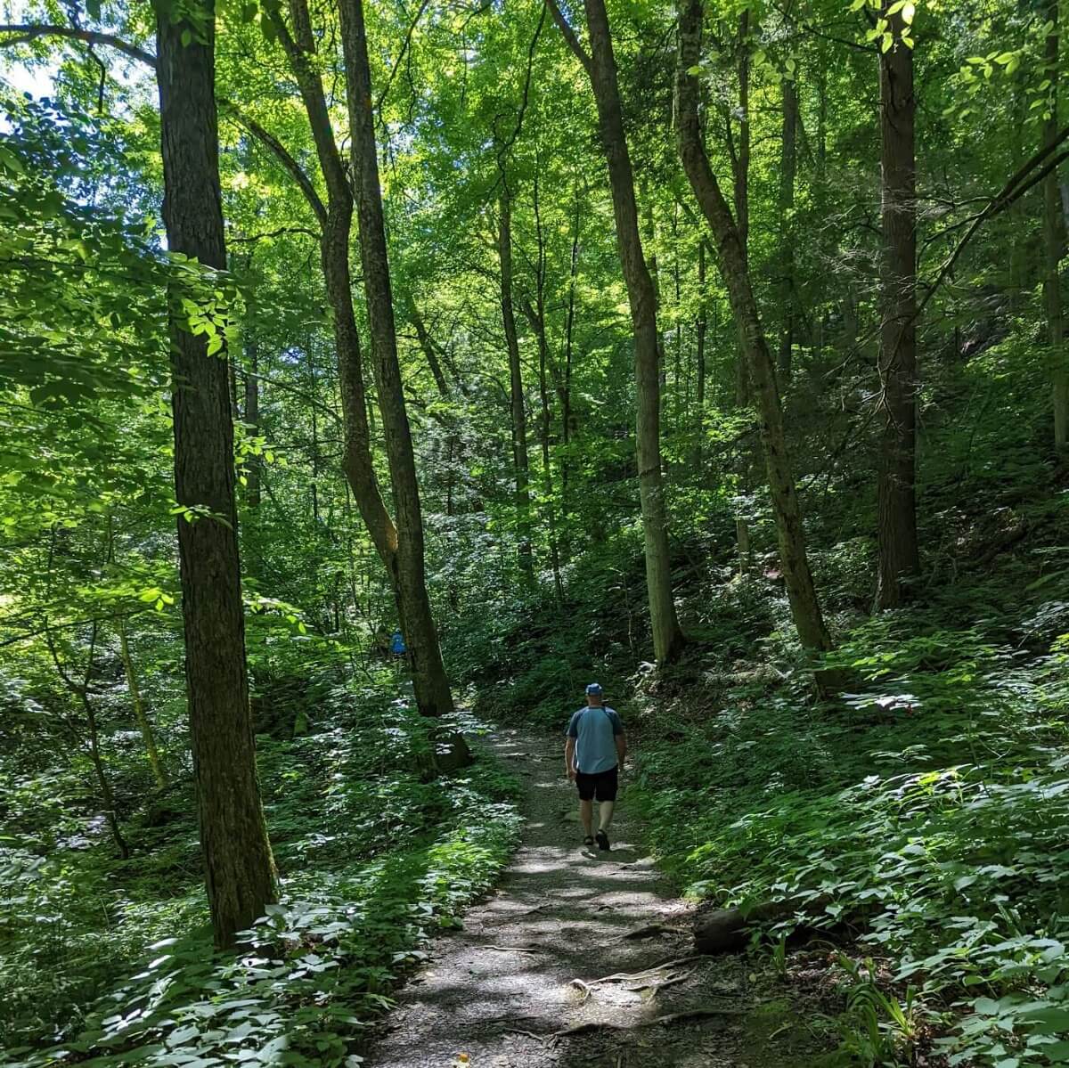 Fillmore Glen forest