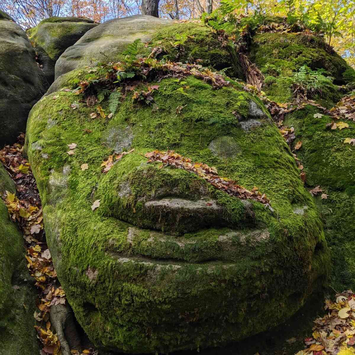 Allegany State Park Thunder Rocks face