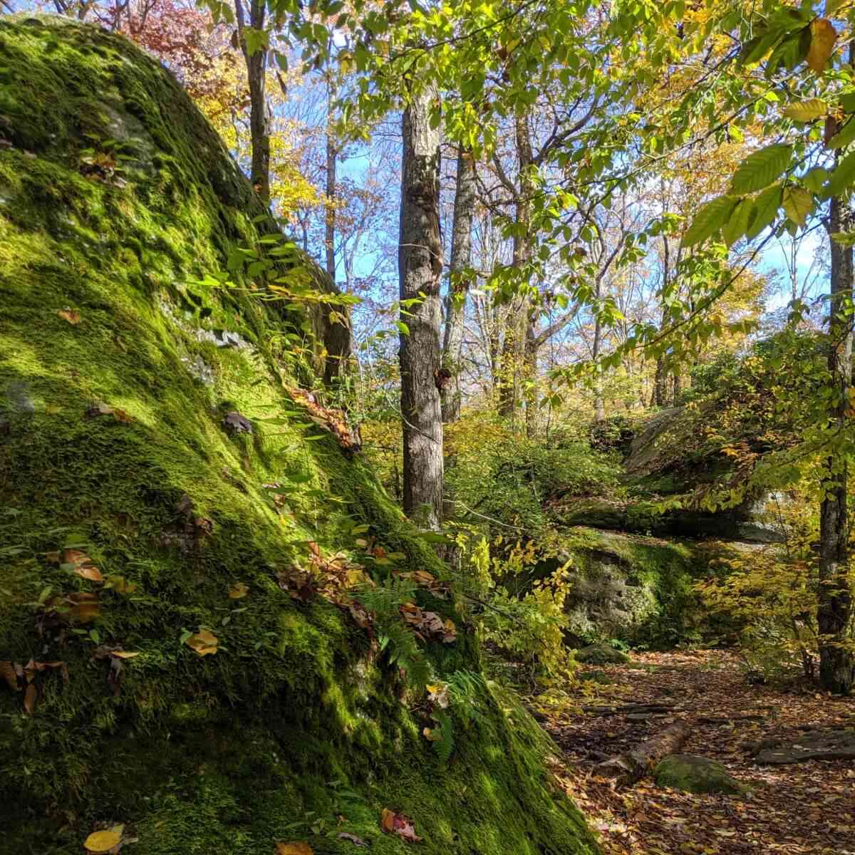 Path through Thunder Rocks at Allegany State Park