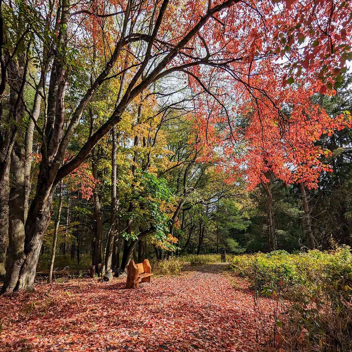 Autism Nature Trail Letchworth