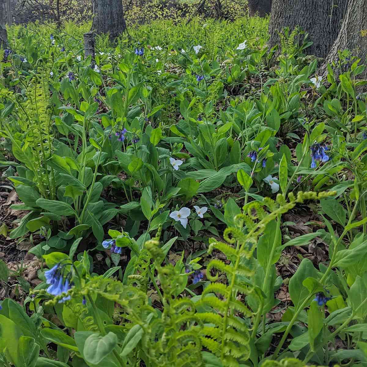 Breese Park bluebells trillium ferns