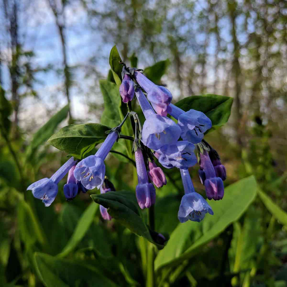 Breese Park bluebells