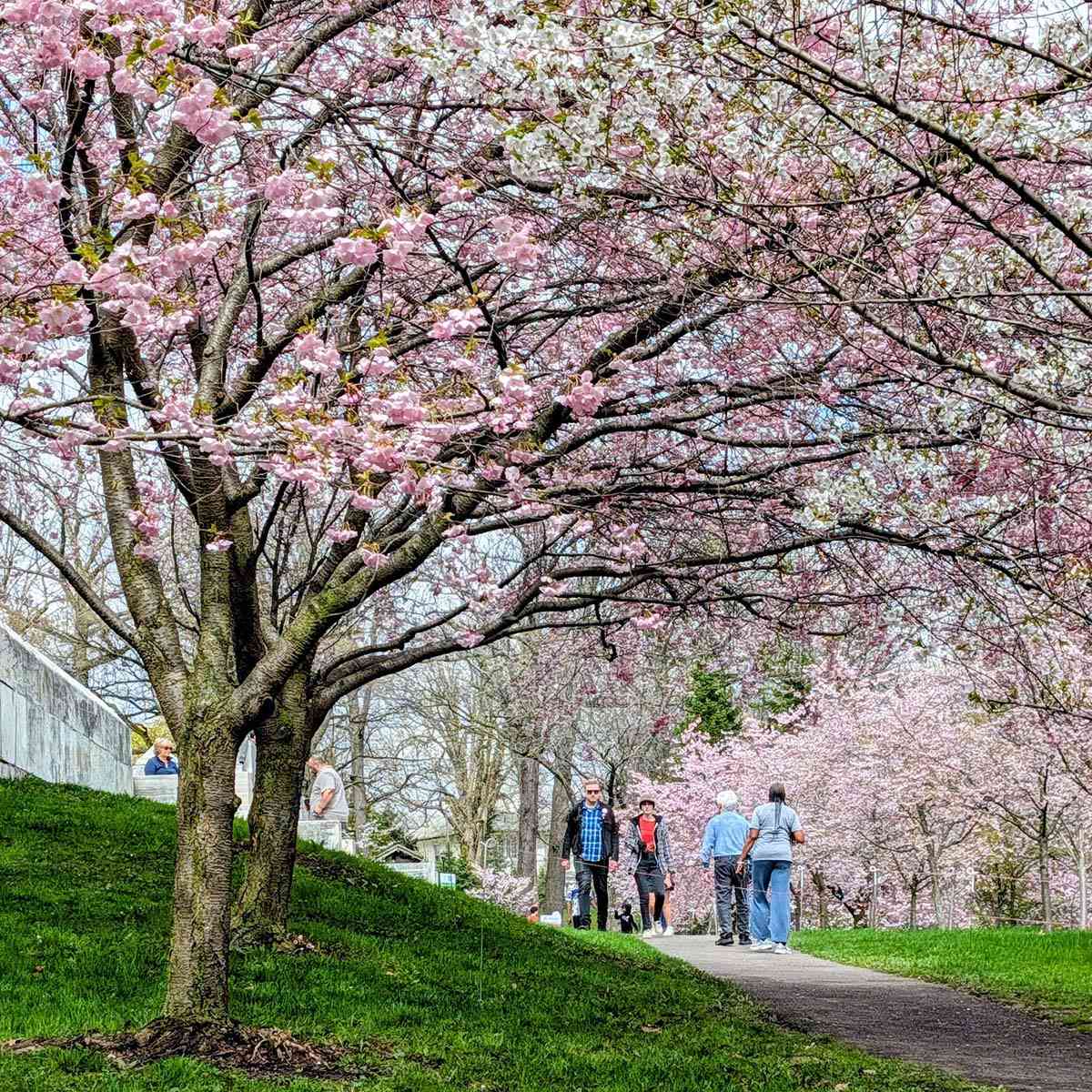 Buffalo cherry blossoms