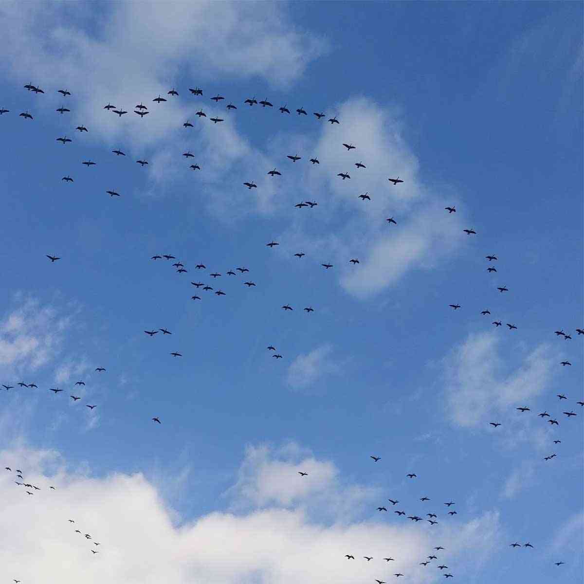 Canada geese migration