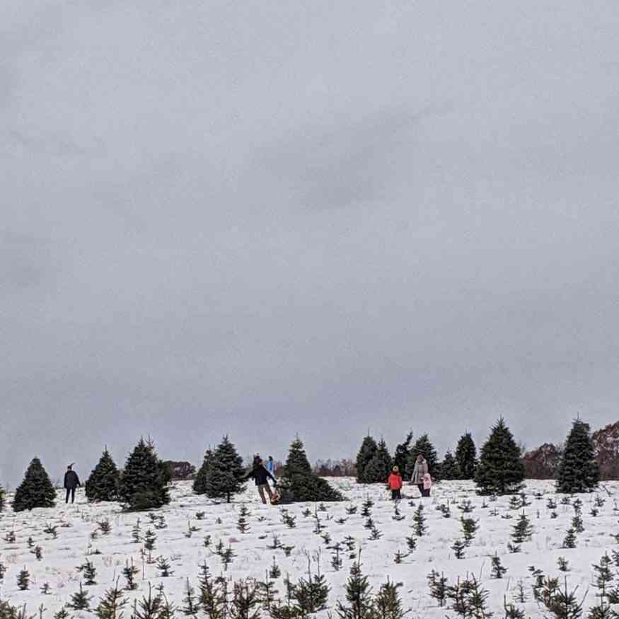 The Flower City Exploring Rochester's Extraordinary Flowers and Trees