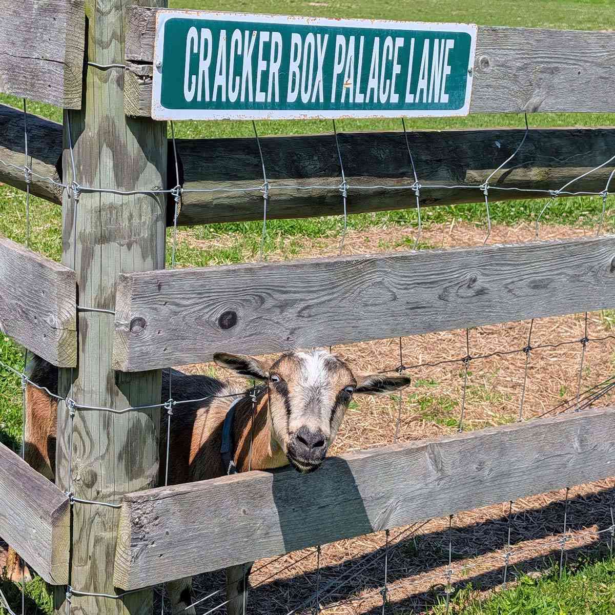 Cracker Box Palace Sodus