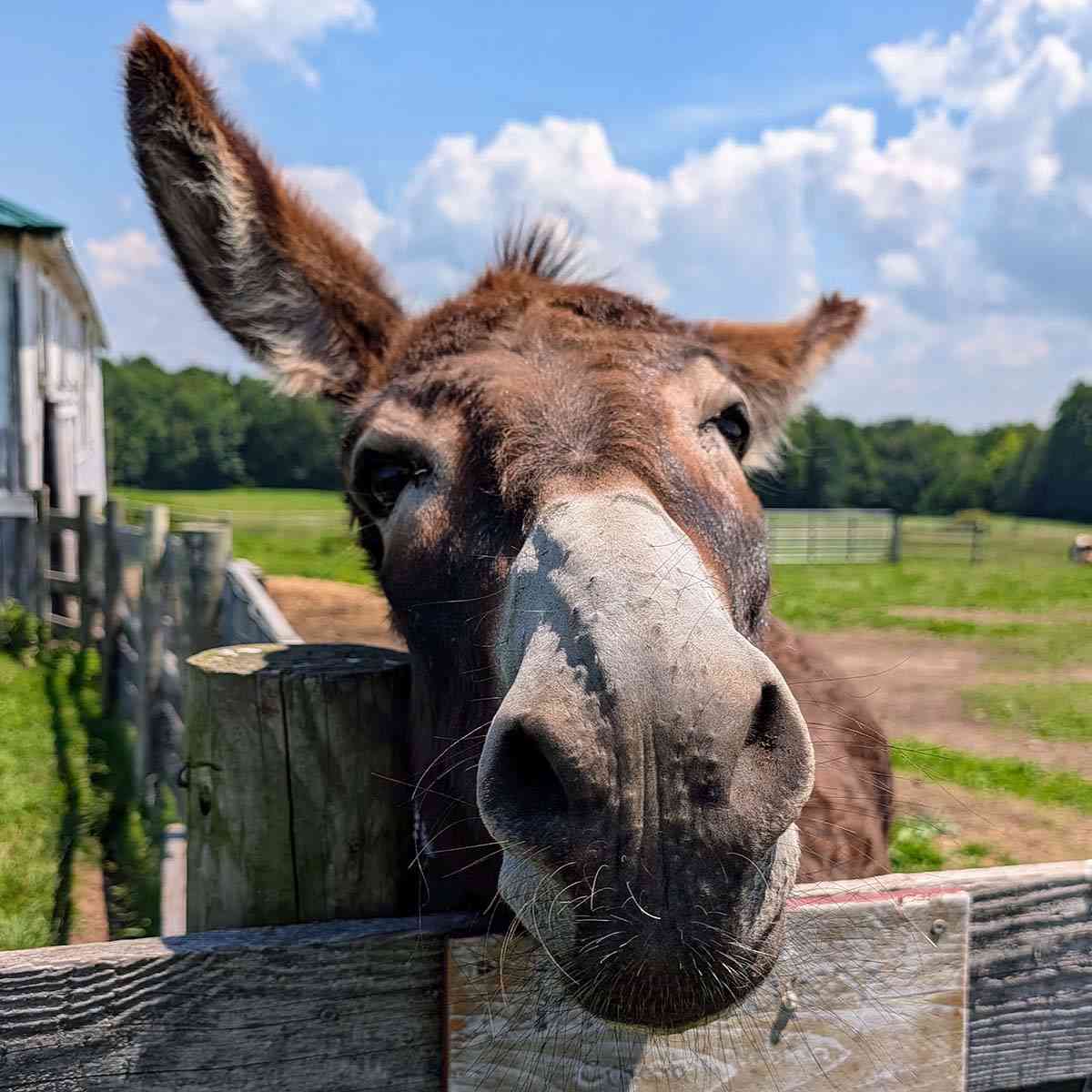 Cracker Box Palace donkey