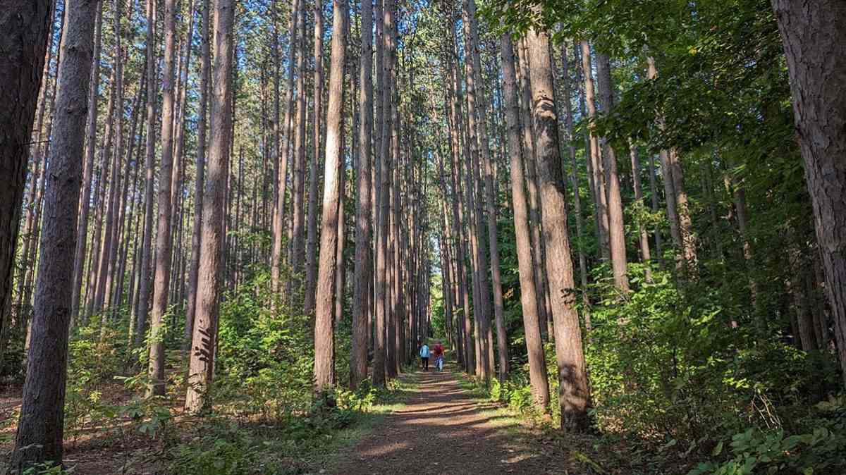 Cumming Nature Center Avenue of the Pines cover