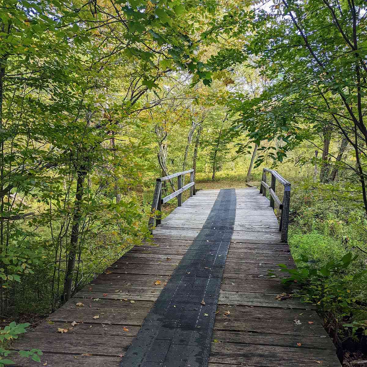 woodland footbridge