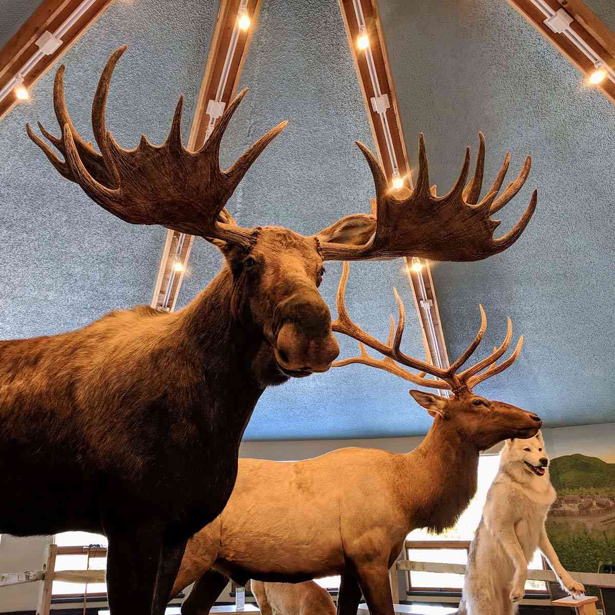 taxidermy moose, elk, and wolf