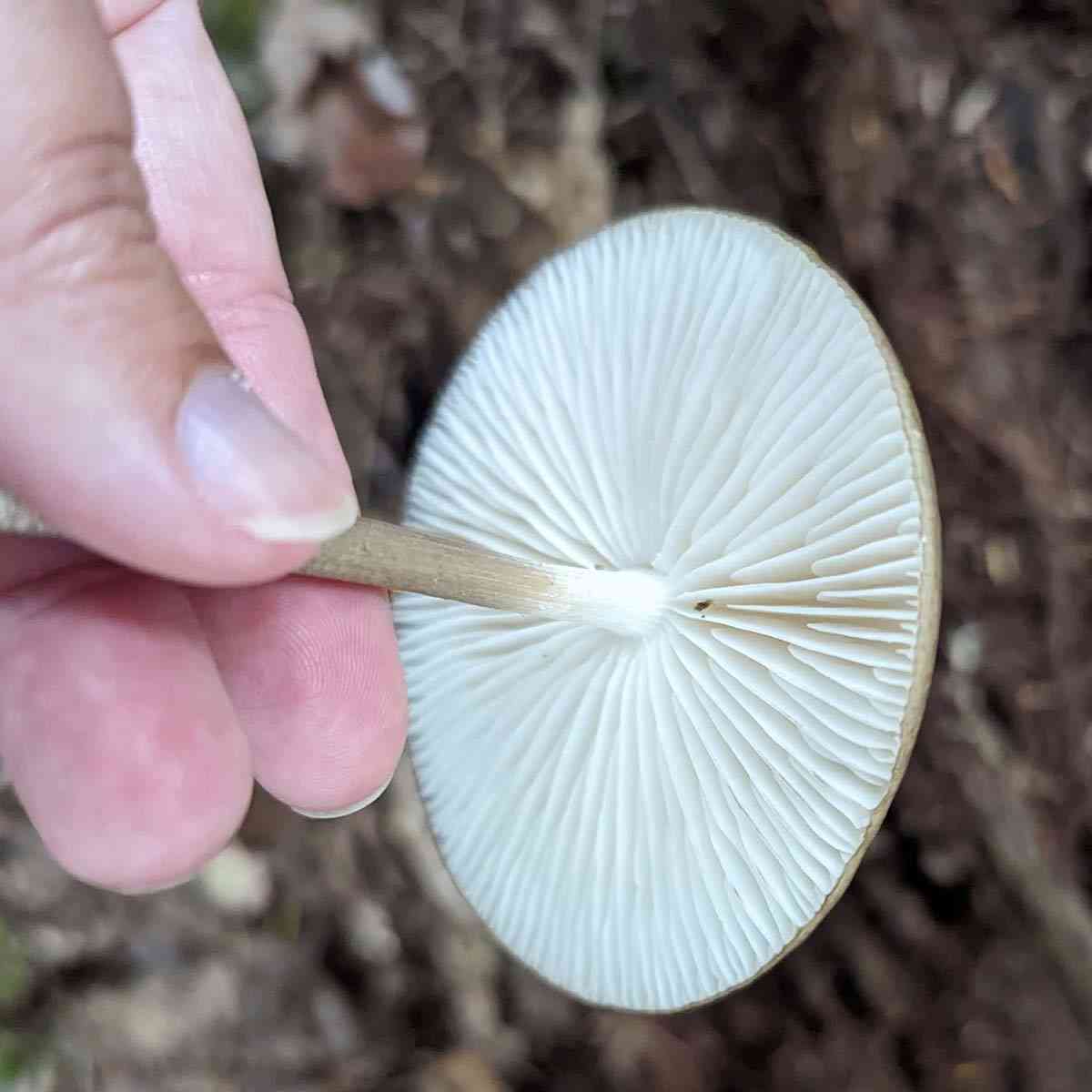 mushroom