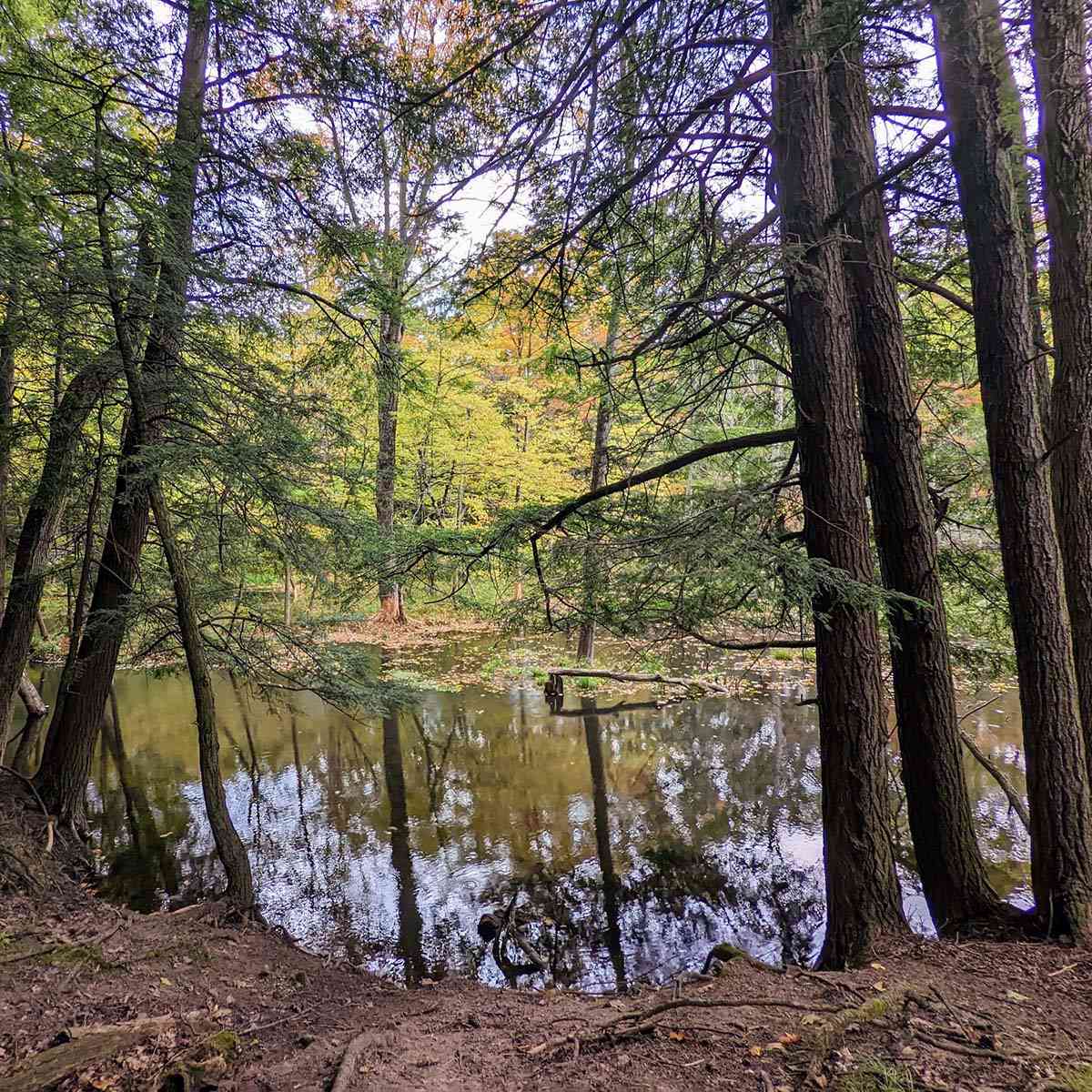 woodland pond