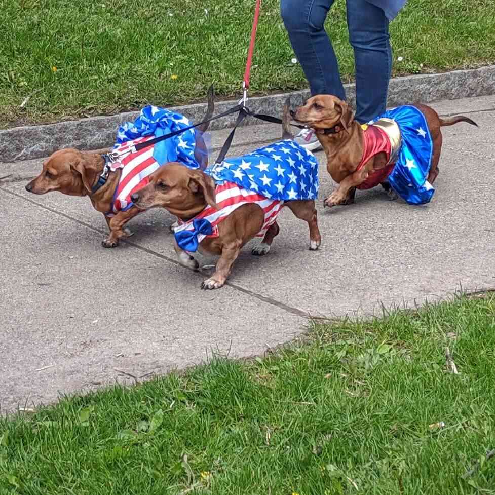 Dachshund Parade