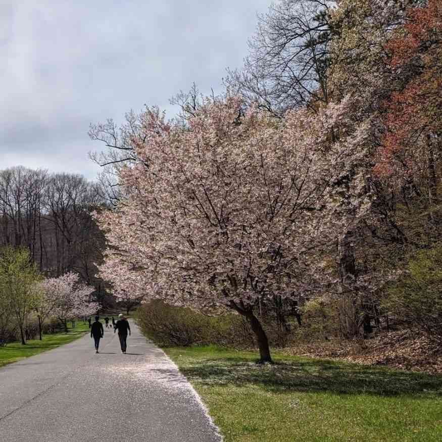 Durand Eastman Park blossoming trees