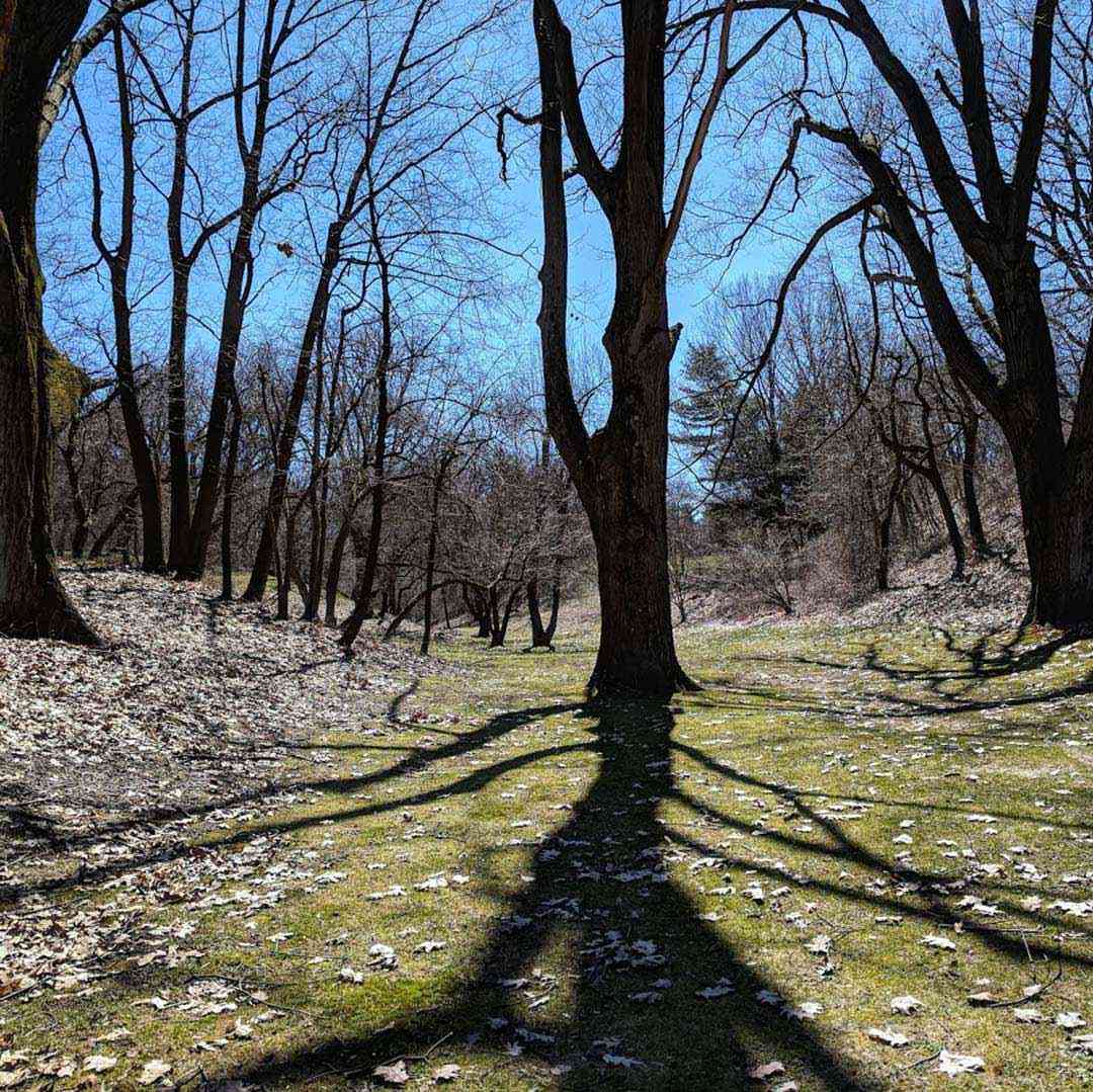 Durand Eastman Park long early spring shadows