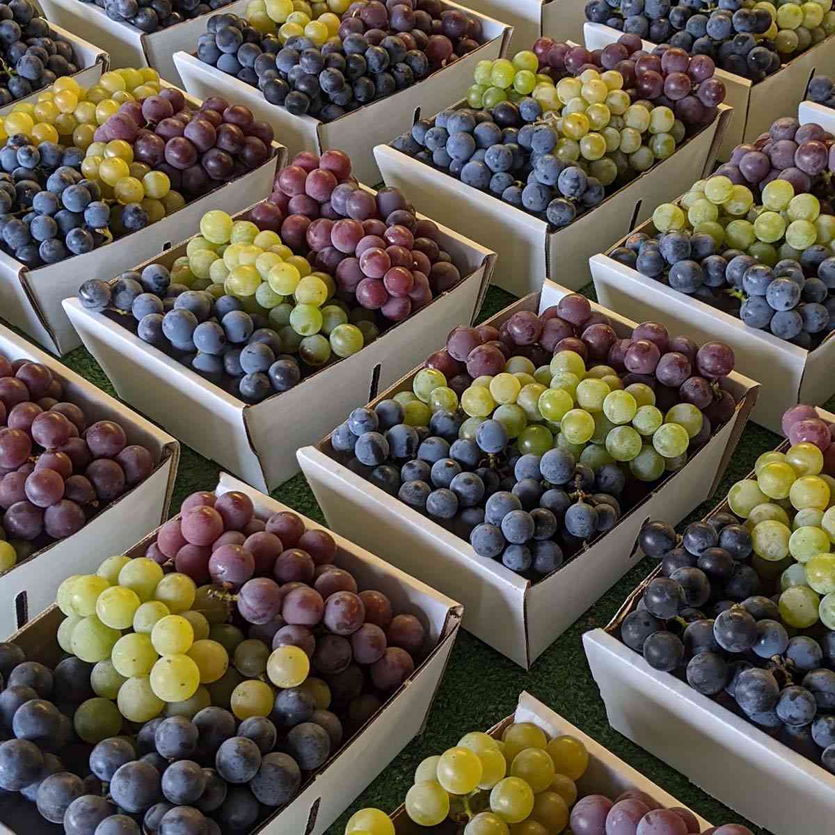 Grapes at Josephs Wayside Market Naples