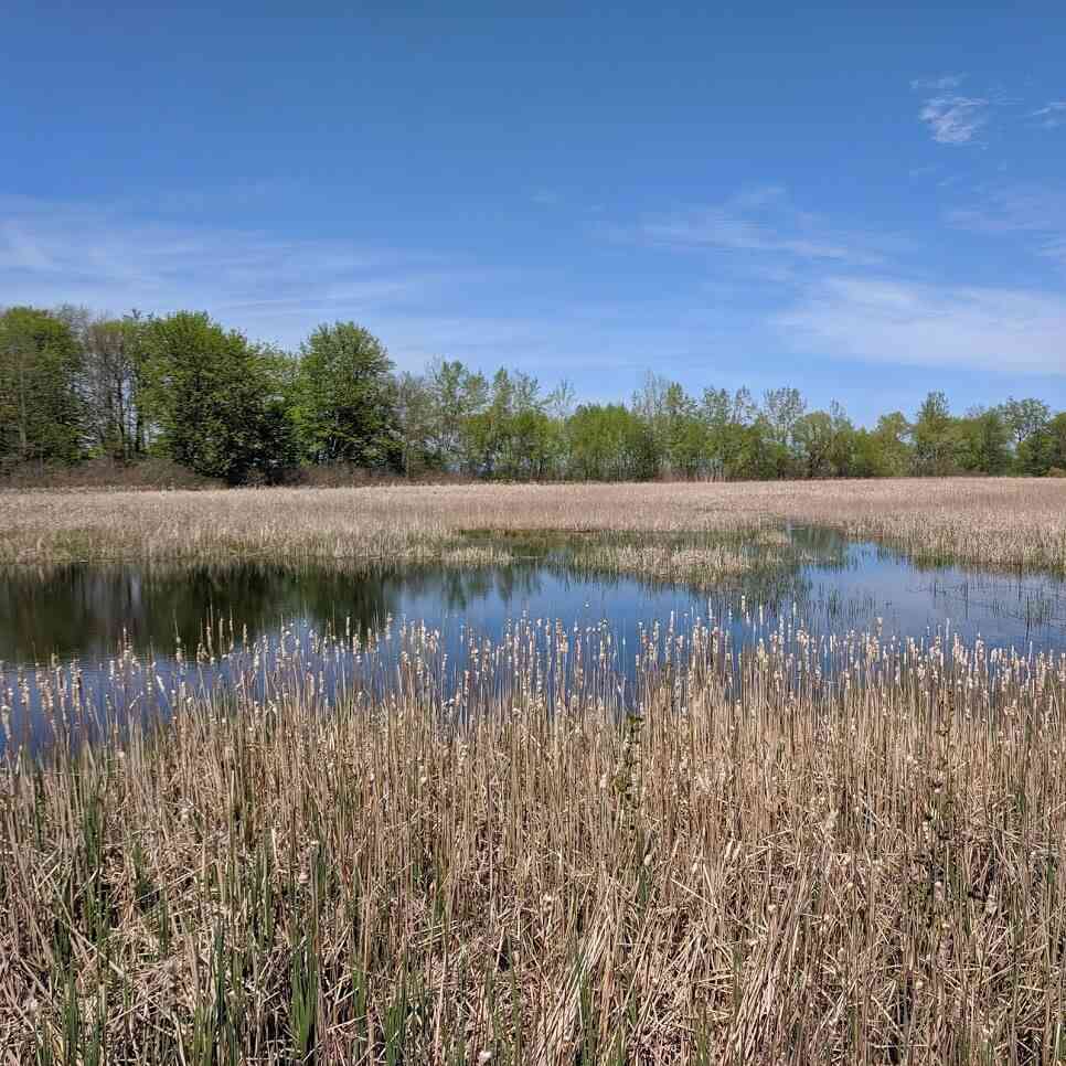 Hamlin Beach State Park Yanty Creek Marsh