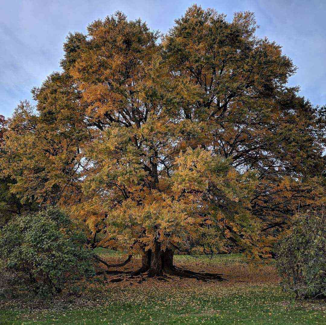 Highland Park November Katsura Tree