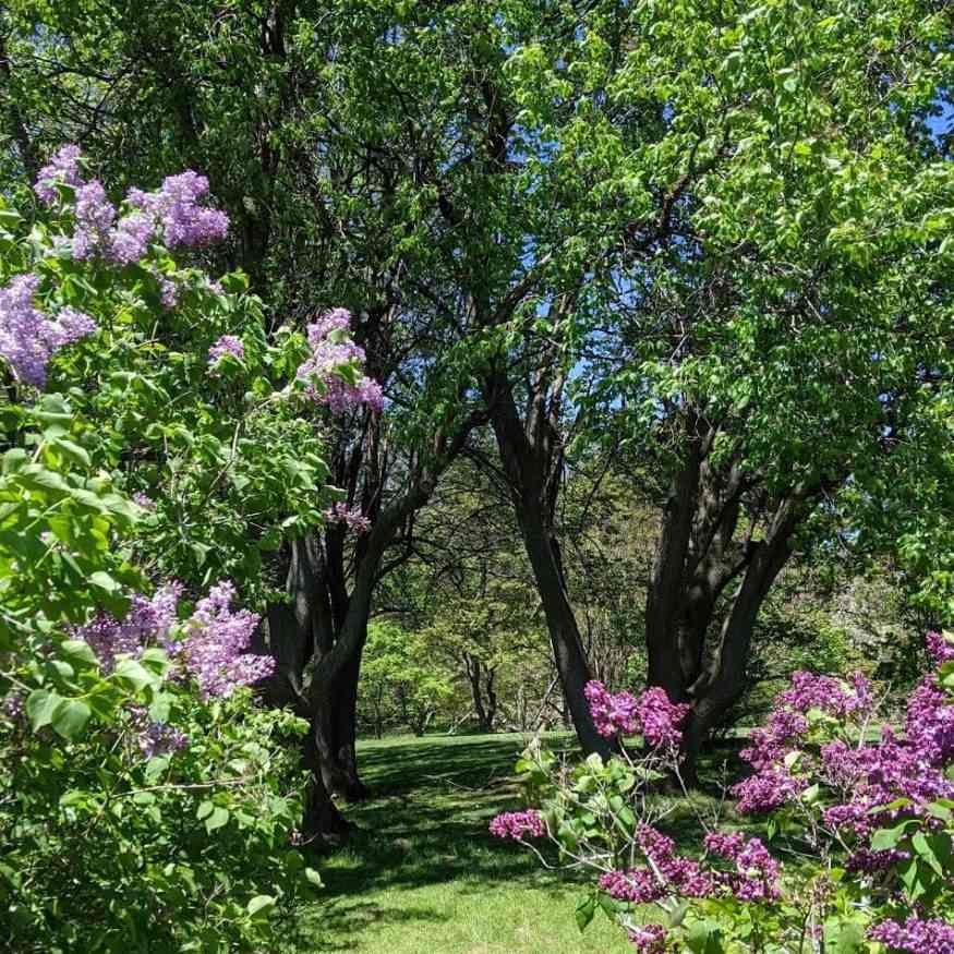 Highland Park lilacs 