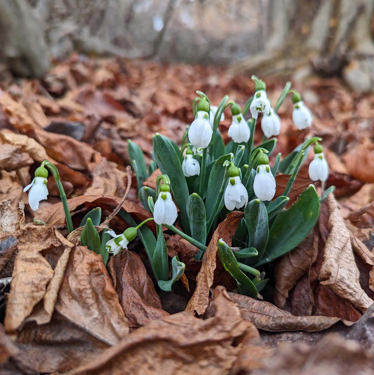Highland snow drops march