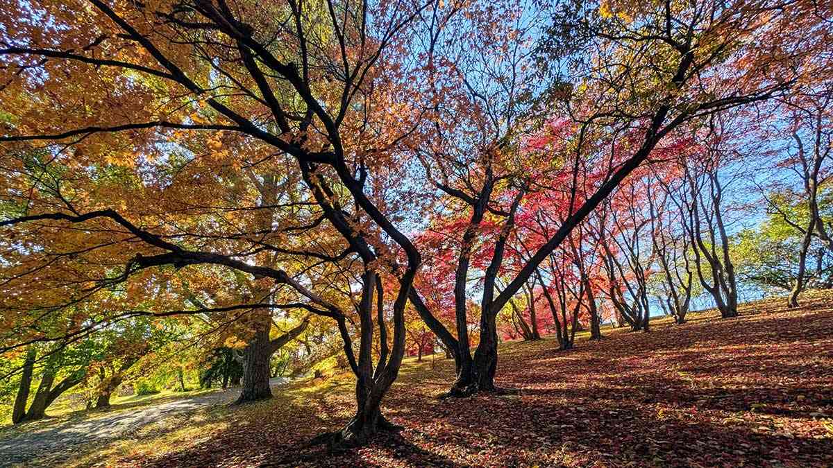 Japanese Maples in Highland Park