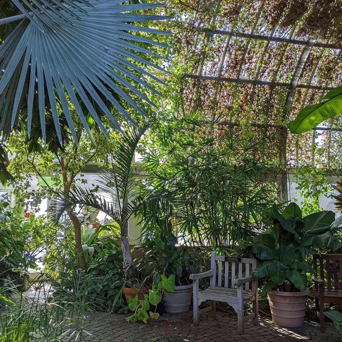 Lamberton Conservatory palm canopy chair