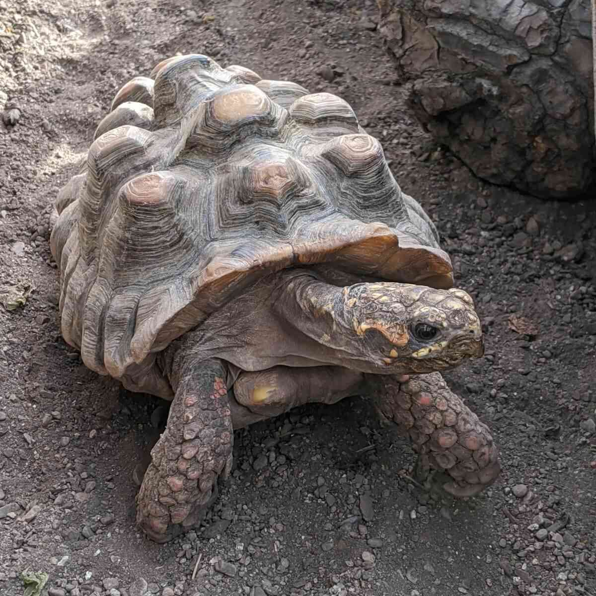 Lamberton Conservatory tortoise