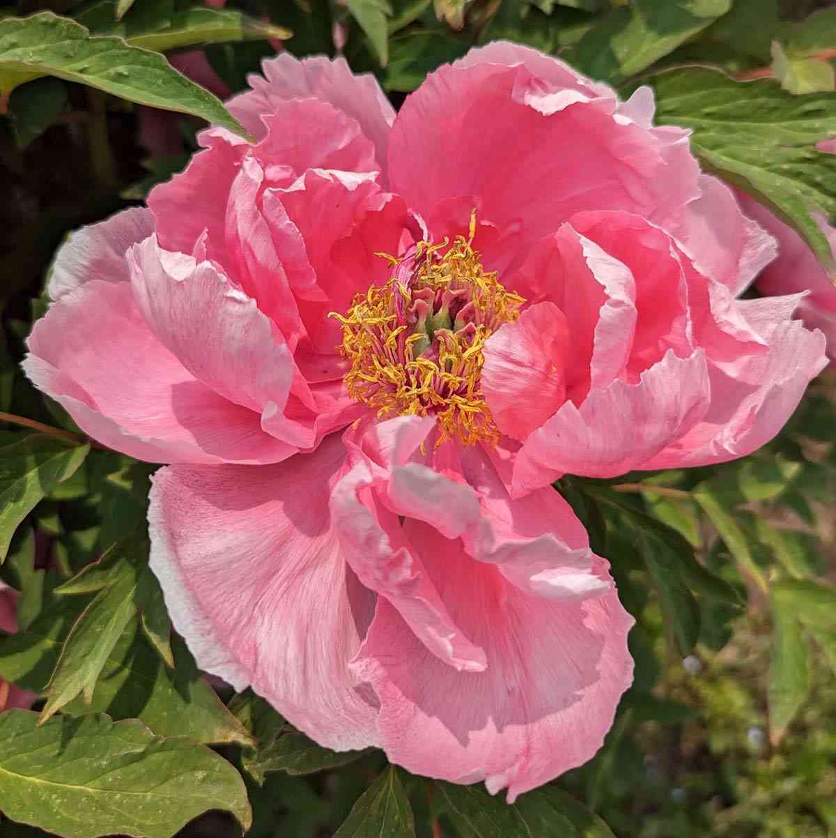 Linwood Gardens bold pink peony