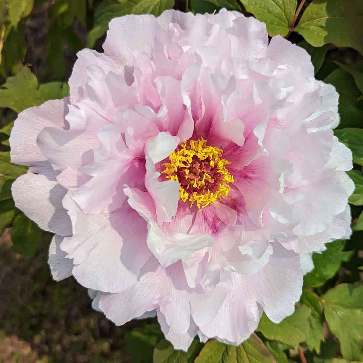 Linwood Gardens light pink peony