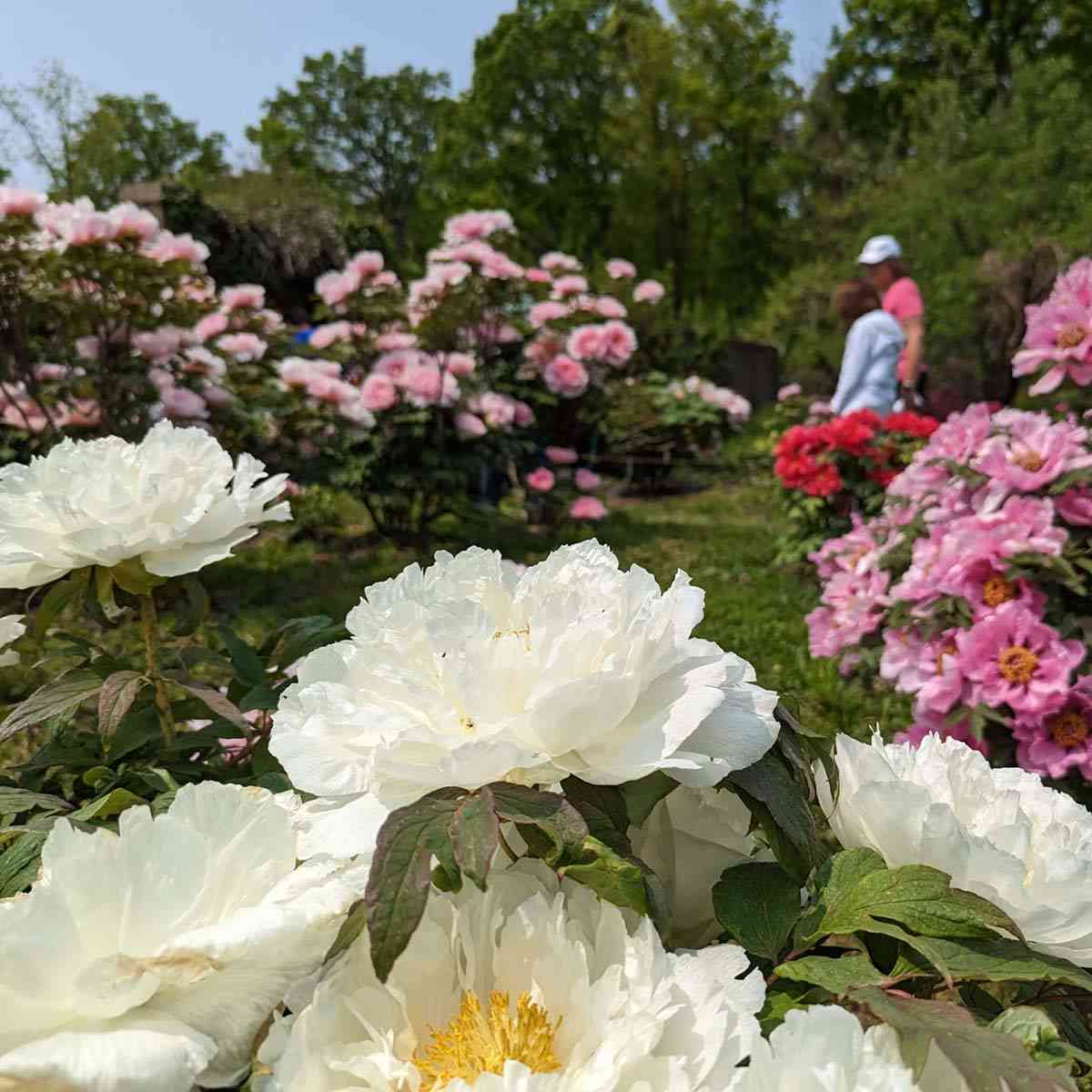 Linwood Gardens peonies